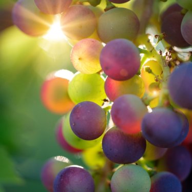 Winelovers, prepárense para la Feria del Queso y el Vino