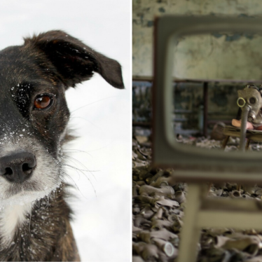 Visita a los adorables perros de Chernobyl en una experiencia en línea de Airbnb