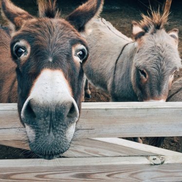 Apadrina a animales que sufren daños colaterales por la pandemia del Covid-19