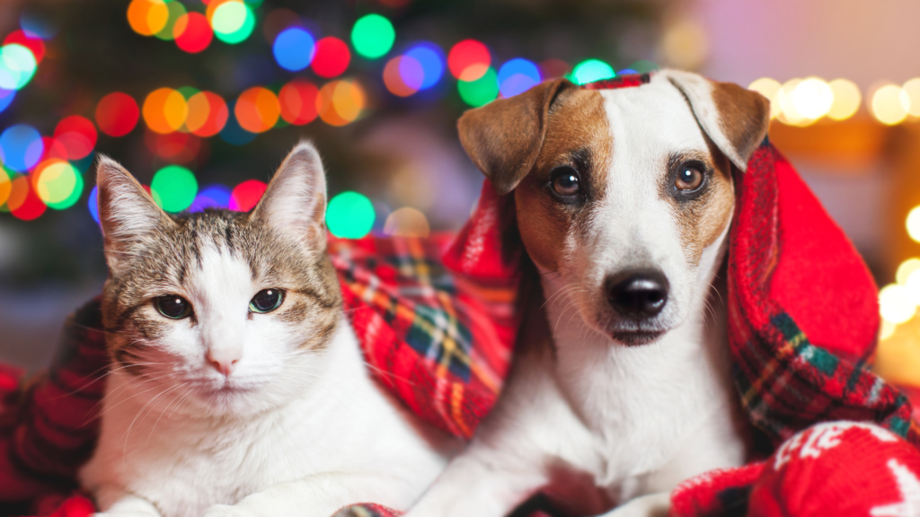 cómo proteger a mis mascotas en Navidad