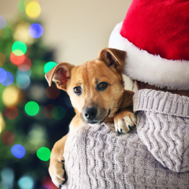 Cuida a tus mascotas en Navidad: tips para protegerla 🎄🐾