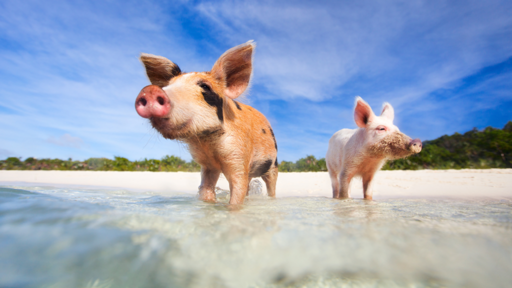 Cerditos nadadores de las islas Exuma