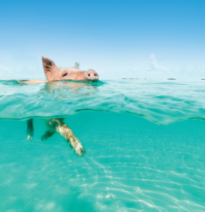 Descubre las Exuma, las islas de los cerditos nadadores