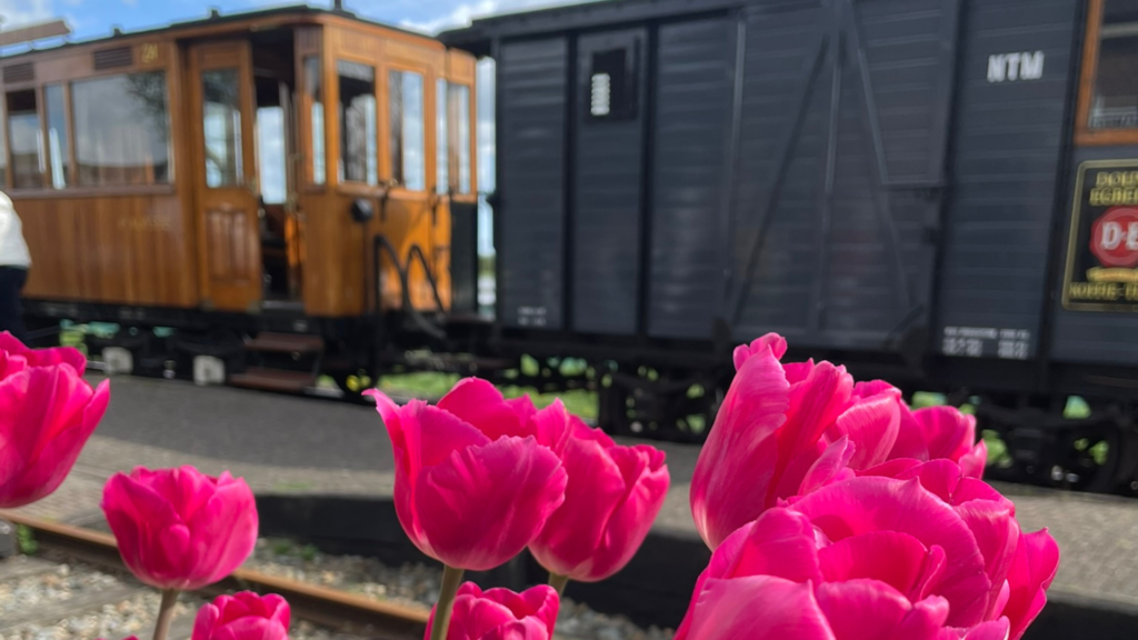 Tulipanes holandeses a bordo de un tren de vapor