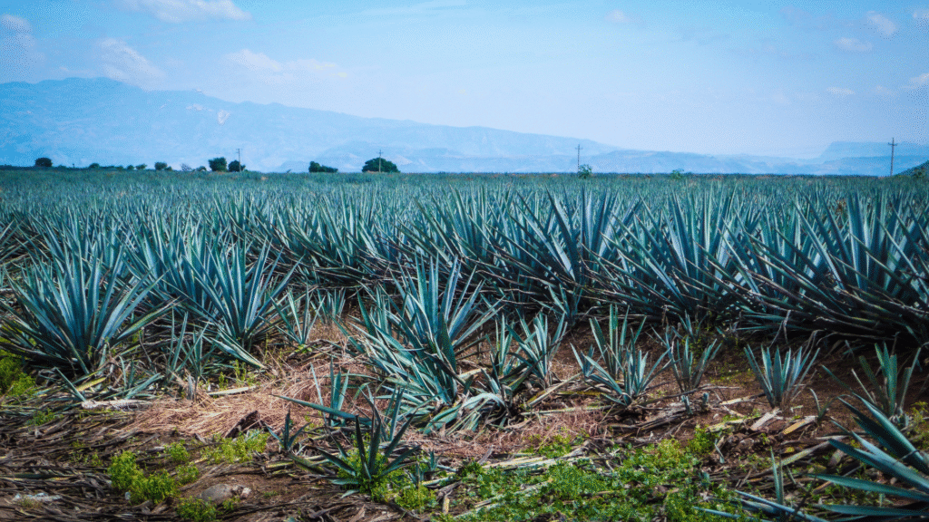Tequila hacia un turismo inteligente