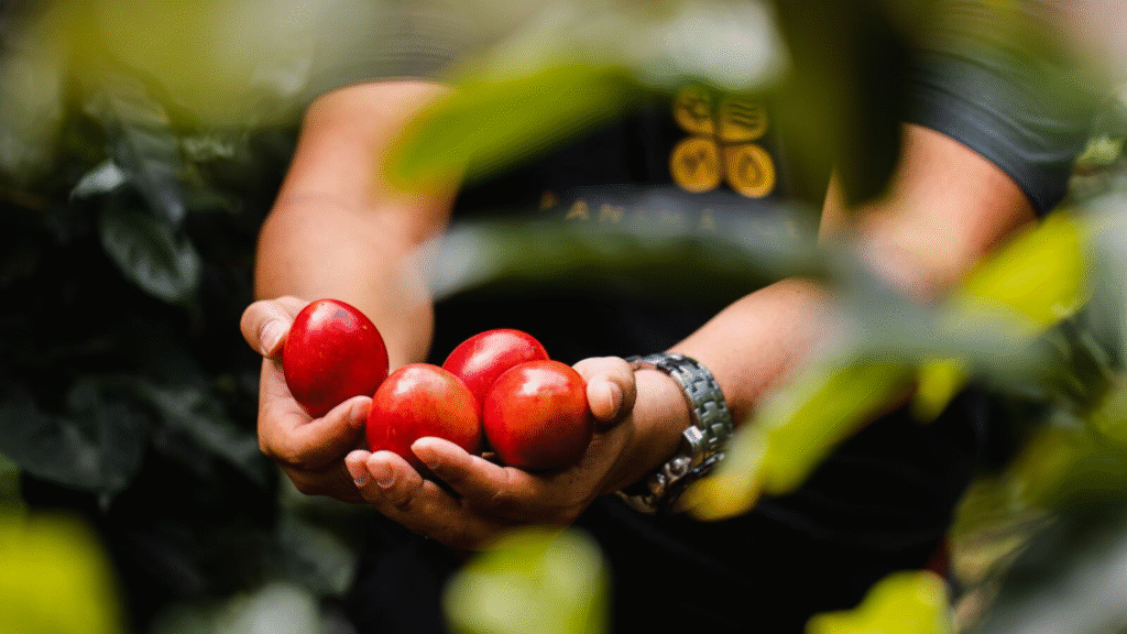 cafetales en Panamá