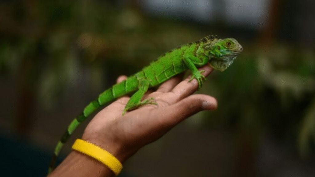 Adoptar una iguana en Belice, actividades para niños en belize, vacaciones en familia en Belize